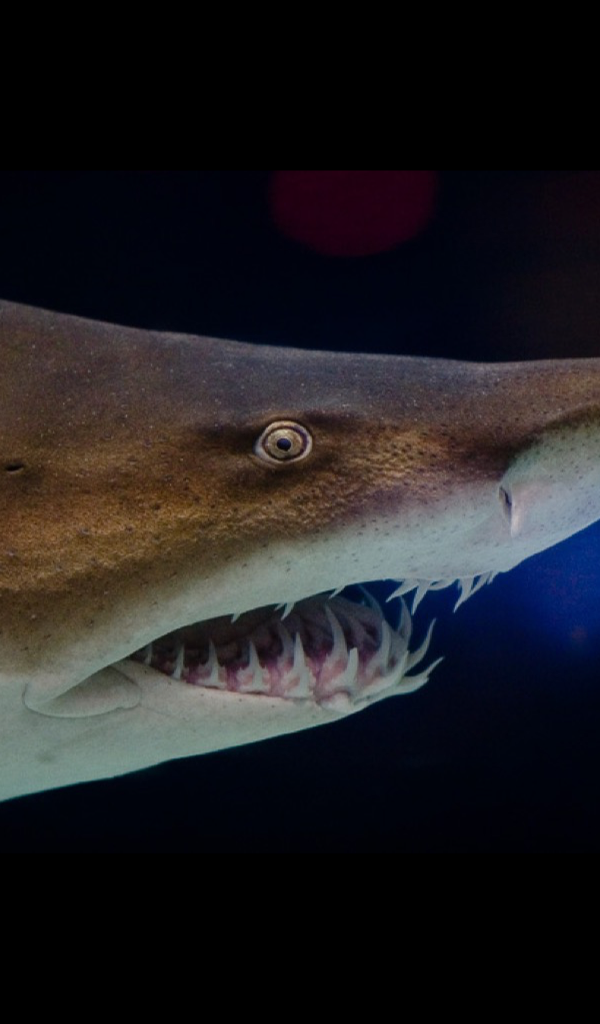 Grey Nurse Shark Mouth - HD Wallpaper 