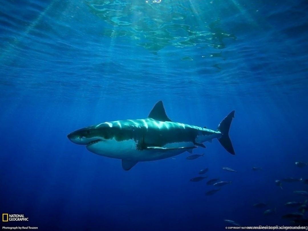 Great White Shark - HD Wallpaper 