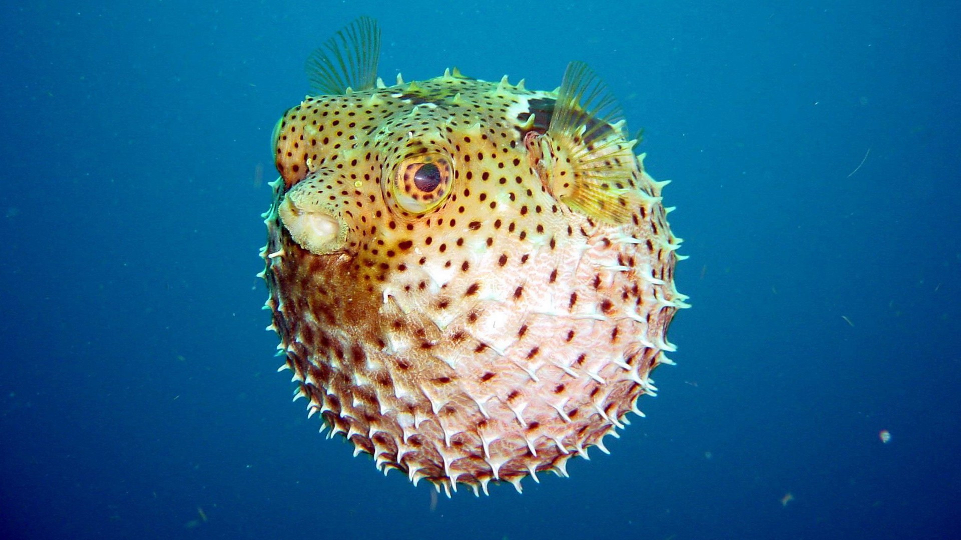 Puffer Fish - HD Wallpaper 