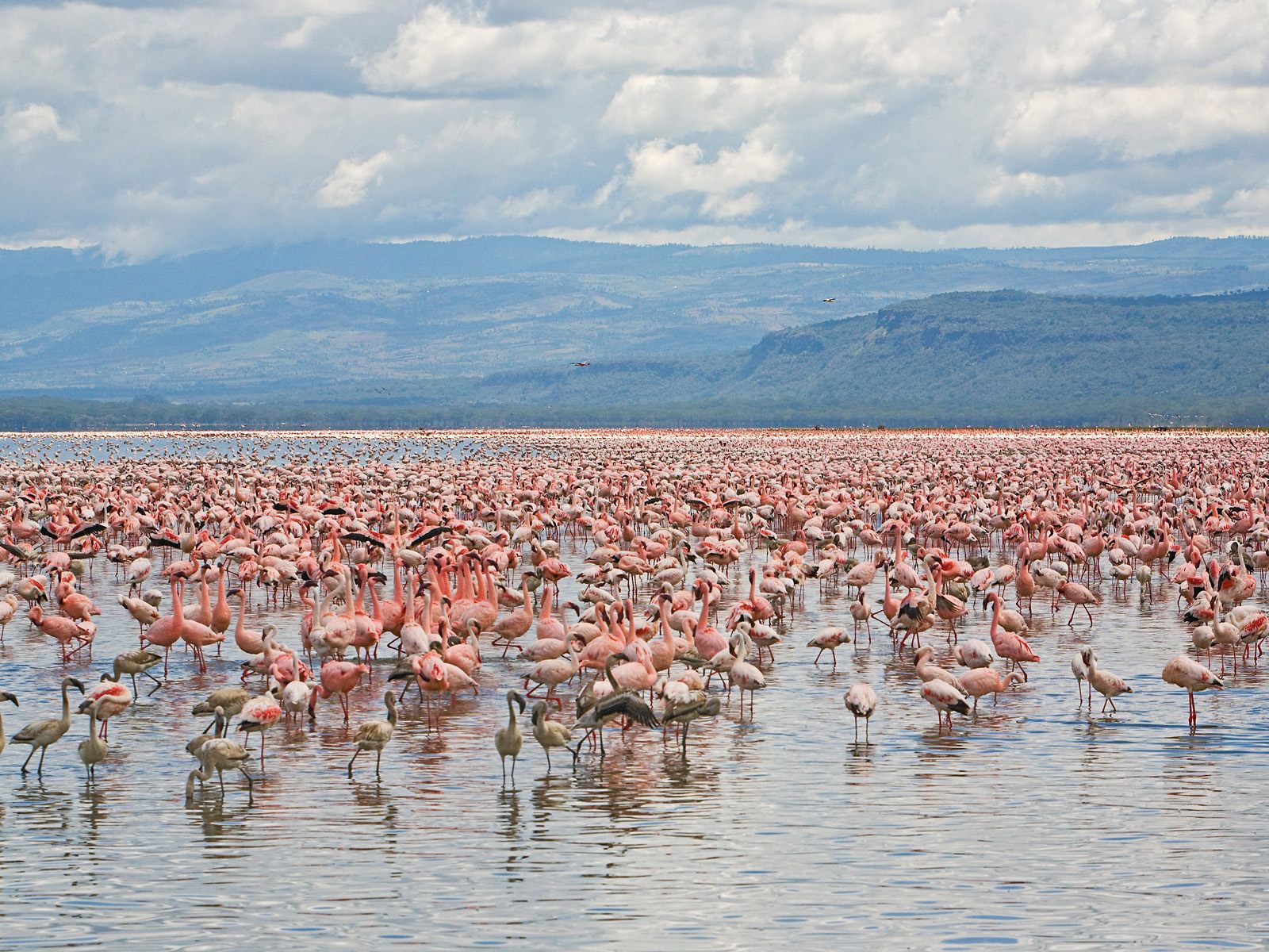 Flamingo Delta Del Ebro - HD Wallpaper 