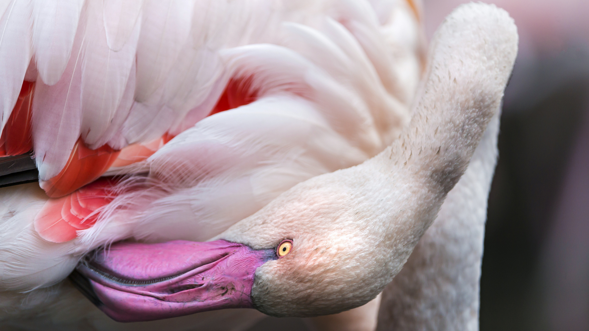 Birds - HD Wallpaper 