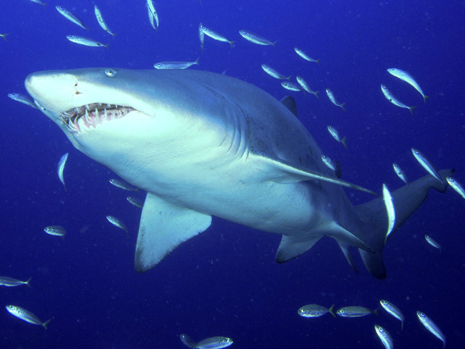 Predator S Tiger Shark - Sand Tiger Shark - HD Wallpaper 