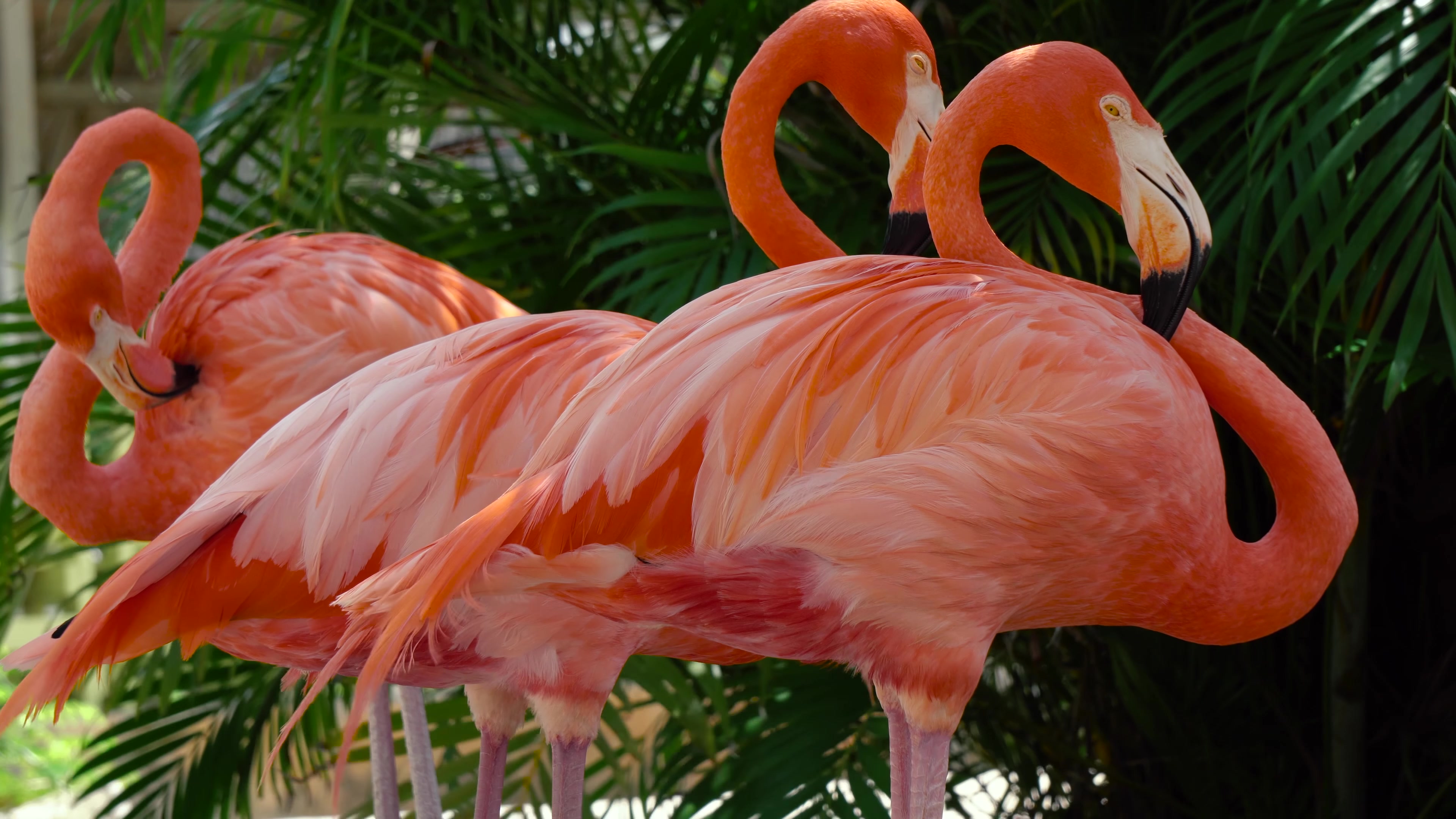 Flamingo 4 K Ultra Hd - HD Wallpaper 
