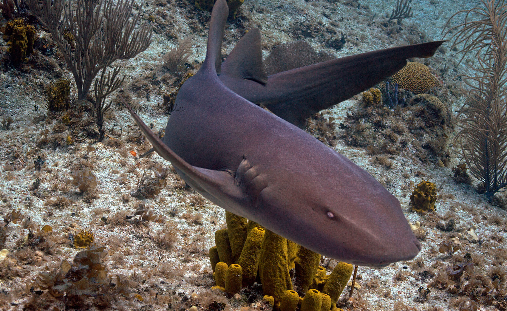 Nurse Shark Wallpaper - Nurse Shark Purple - HD Wallpaper 