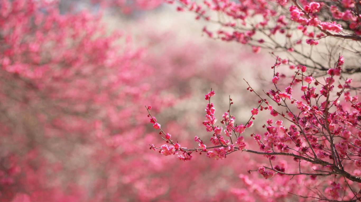 Spring Cherry Blossoms Wallpaper In - Cherry Blossom Hd - HD Wallpaper 