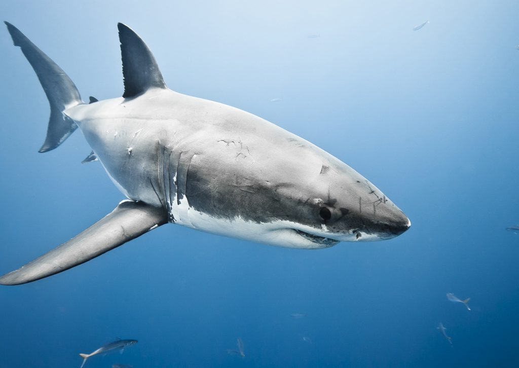 Cute Animal Wallpapers Puffy Pet Images Best Friends - Animal - HD Wallpaper 