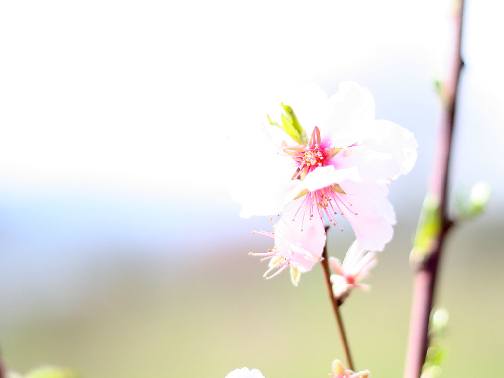 Cherry Blossom - HD Wallpaper 