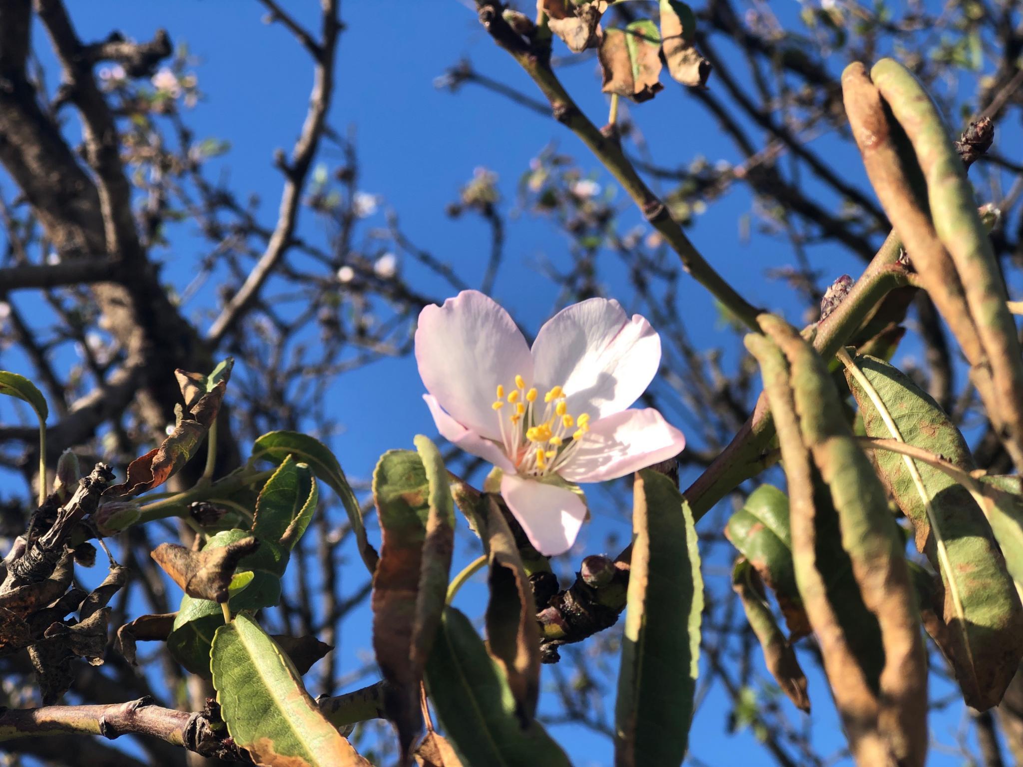 Evergreen Rose - HD Wallpaper 