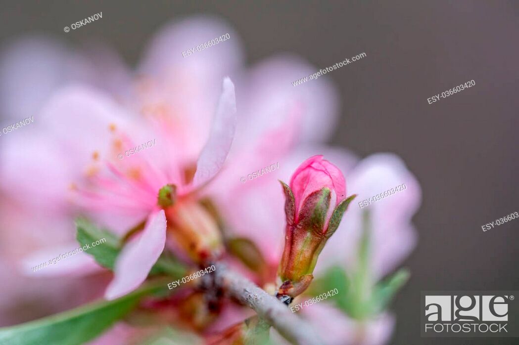 Wallpaper With Blossoming Of Dwarf Russian Almond Or - Stock Photography - HD Wallpaper 