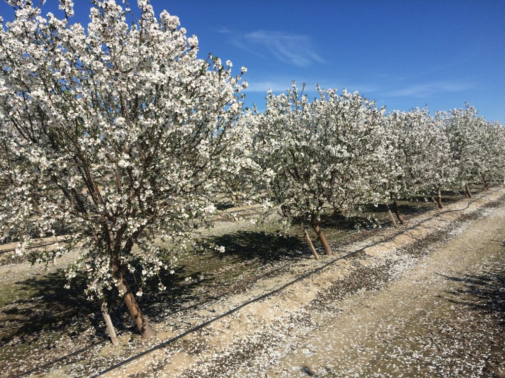 Cherry Blossom - HD Wallpaper 