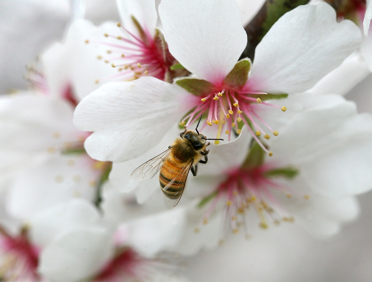 Cherry Blossom - HD Wallpaper 