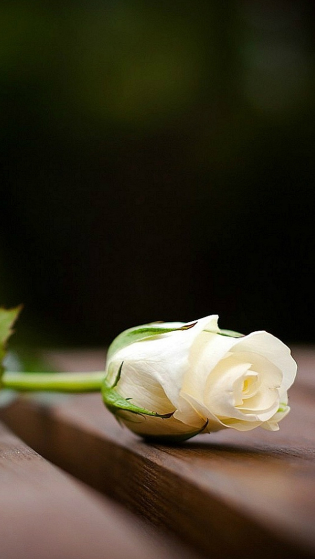 Pure Only Wooden Table White Rose Close Up Art Iphone - Whiteroses Wallpapers For Iphone - HD Wallpaper 