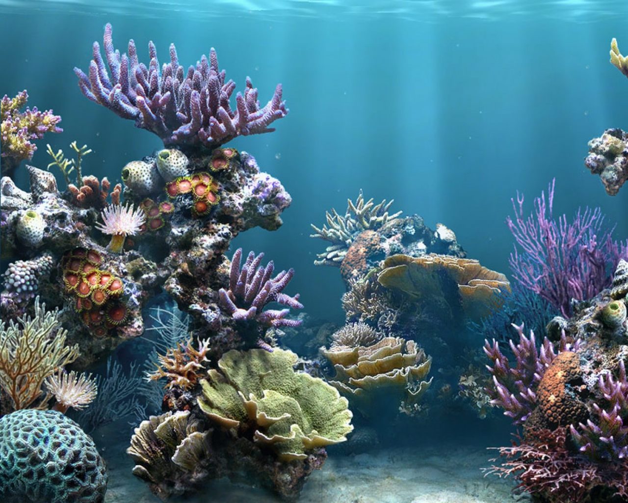Fondo Marino 3d - Coral Reef For Facebook Cover - HD Wallpaper 