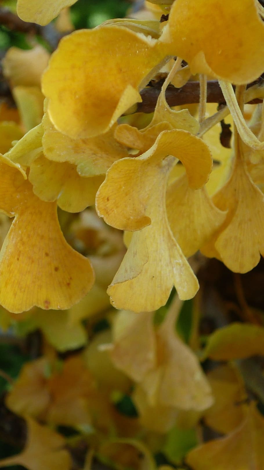 Ginkgo, Tree, Yellow, Fall Leaves, Medicinal Herb, - Maidenhair Tree - HD Wallpaper 
