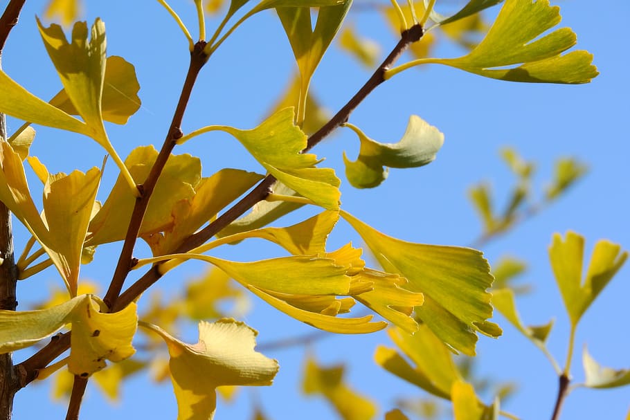 Ginkgo Biloba, Yellow Leaves, Leaves On A Branch, Autumn - HD Wallpaper 