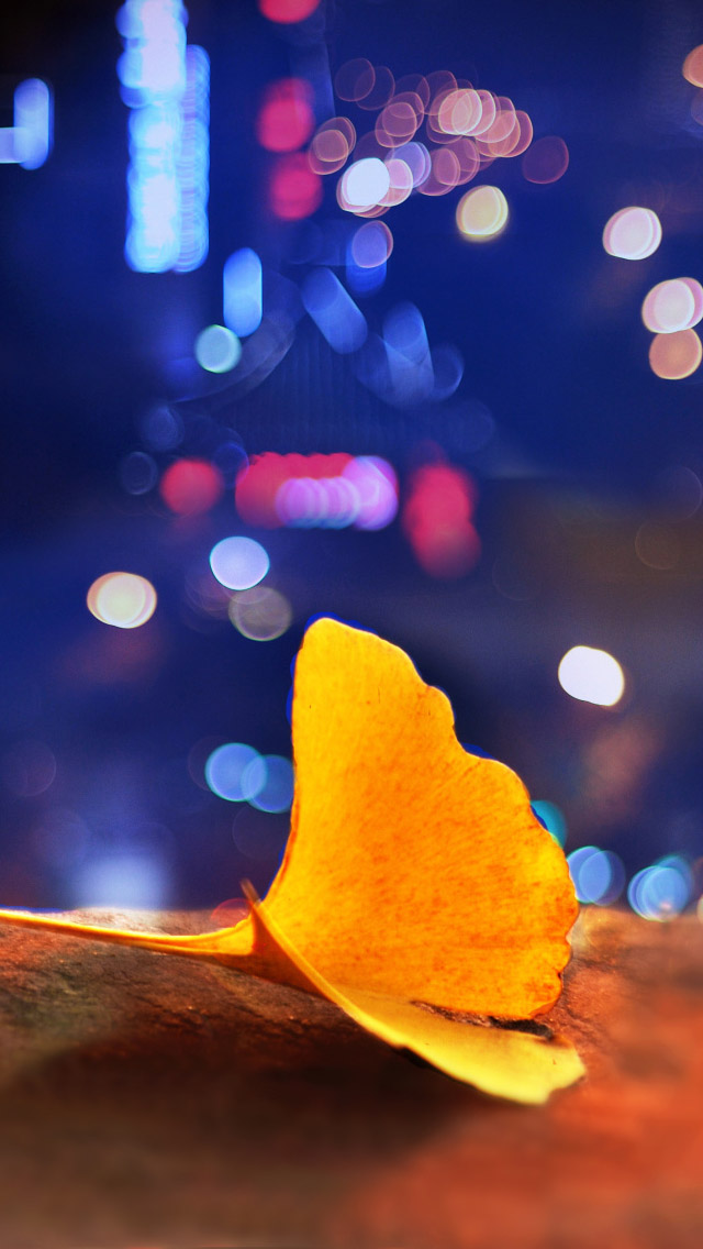 Ginkgo Biloba Under The Lights Iphone Wallpaper - Maidenhair Tree - HD Wallpaper 