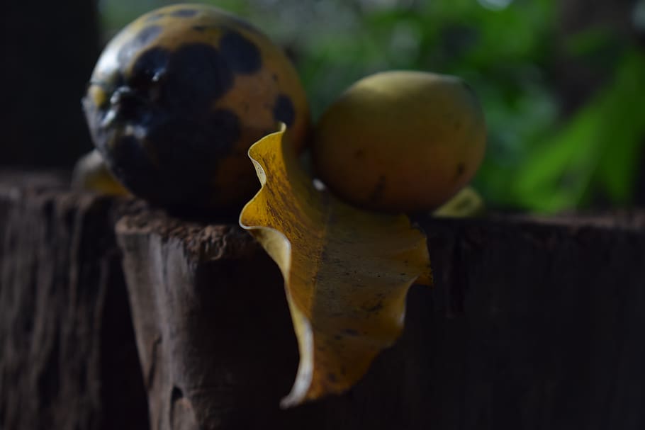 Paraguay, Nemby, Frutas, Hojas, Amarillo, Forest, Nature, - Pleurotus Eryngii - HD Wallpaper 