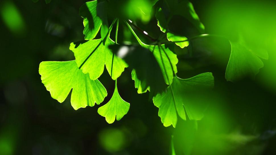 Ginkgo Biloba, Green Wallpaper,ginkgo Biloba Hd Wallpaper,green - HD Wallpaper 