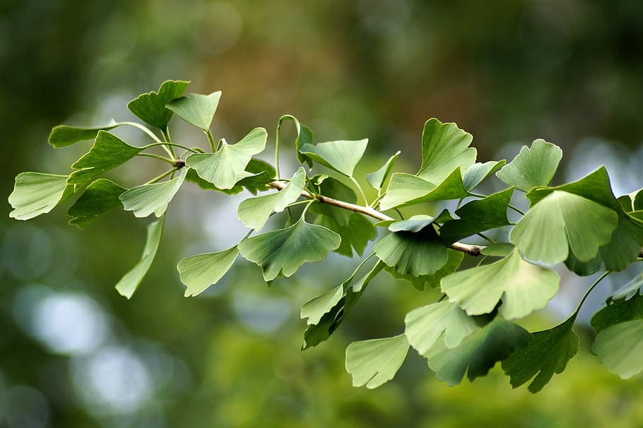 Ginkgo, Gingko, Biloba, Leaves, Bokeh, Green, Leaf, - Дерево Гинкго - HD Wallpaper 