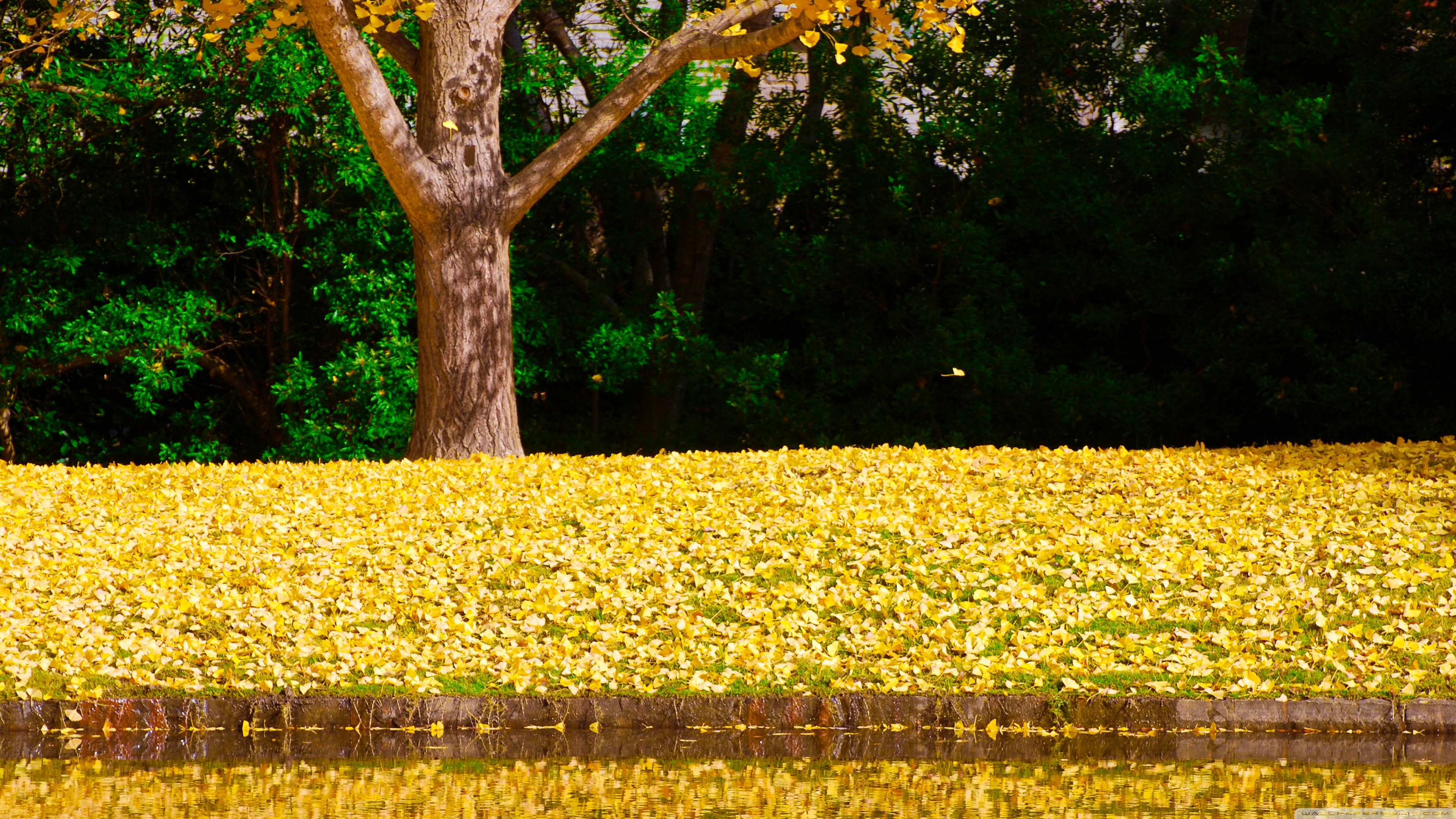 Wallpaper - HD Wallpaper 