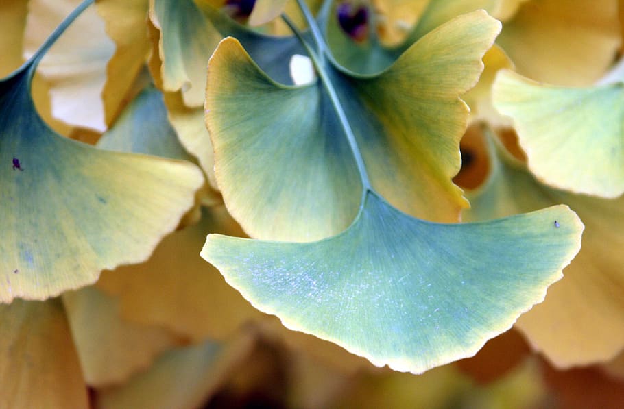 Leaves, Fall, Ginkgo, Foliage, Seasonal, Landscape, - Maidenhair Tree - HD Wallpaper 