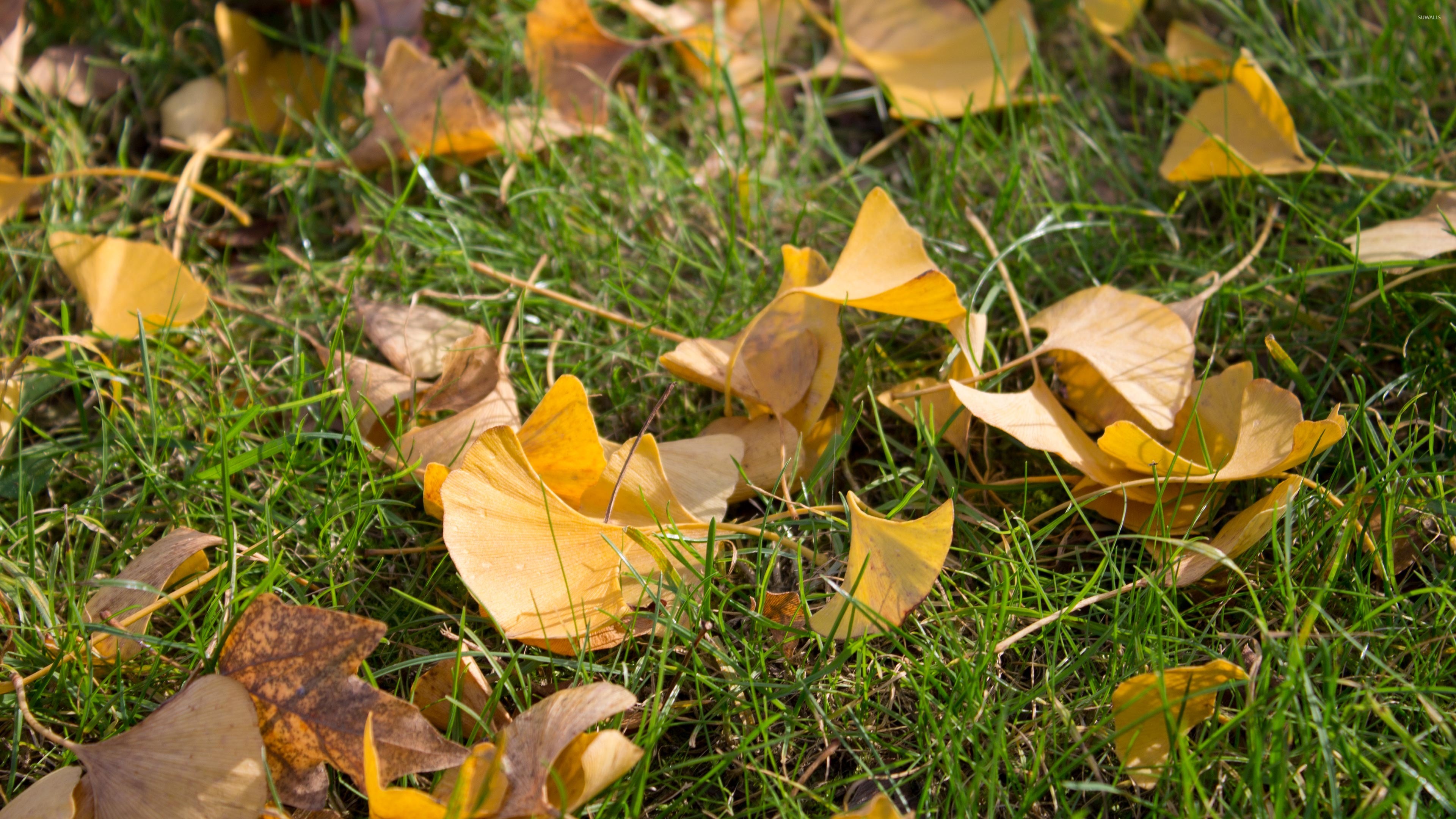 Ginkgo Biloba - HD Wallpaper 