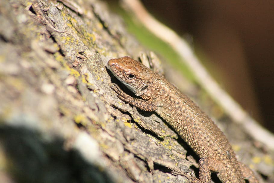 Lizard, Animal, Marron, Tree, Macro, Nature, Autumn, - Hareketsiz Doğa - HD Wallpaper 