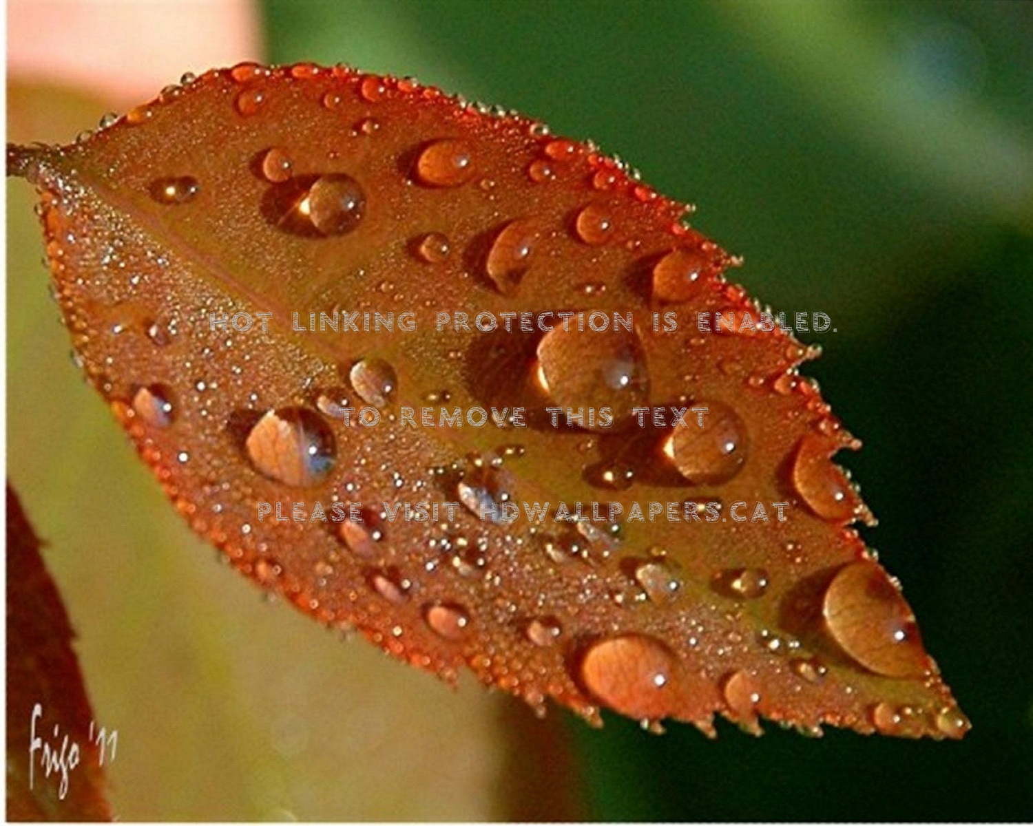 After The Rain Eau Marron Goutte Feuille - Dew - HD Wallpaper 