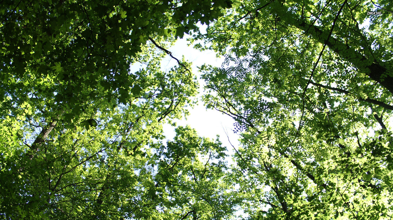 Tree Tops - HD Wallpaper 