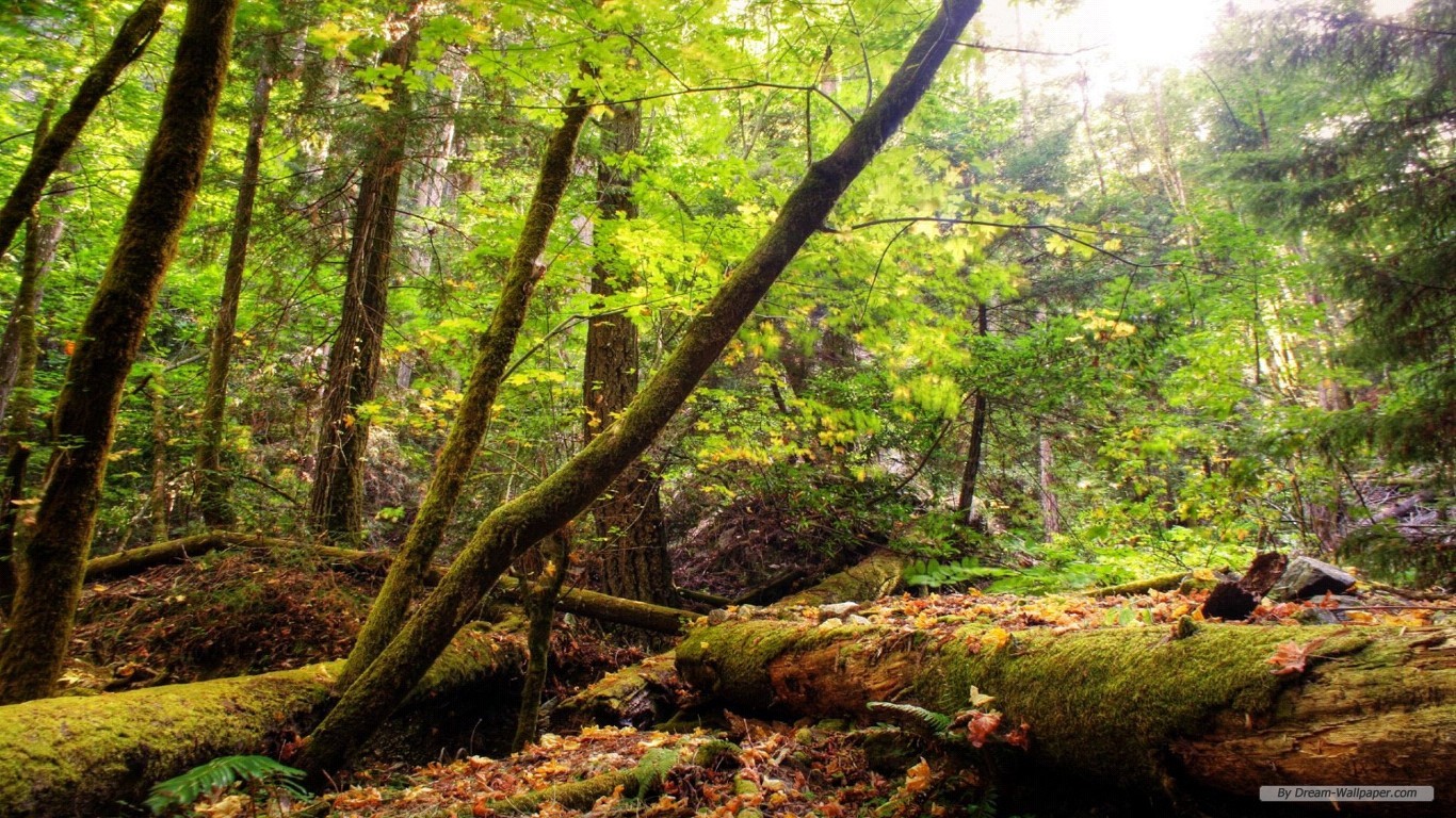 Free Nature Wallpaper - Поваленное Дерево В Лесу - HD Wallpaper 