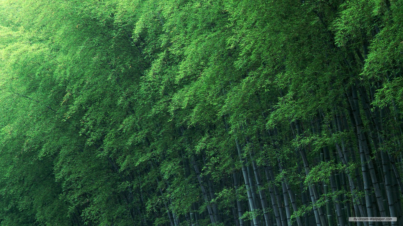 Free Nature Wallpaper - Bamboo Forest Wall Paper - HD Wallpaper 