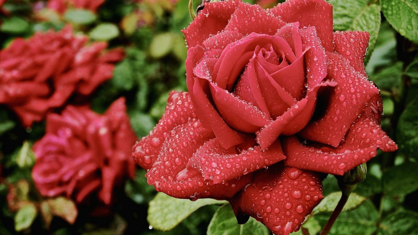 Red Rose With Water Drops - HD Wallpaper 