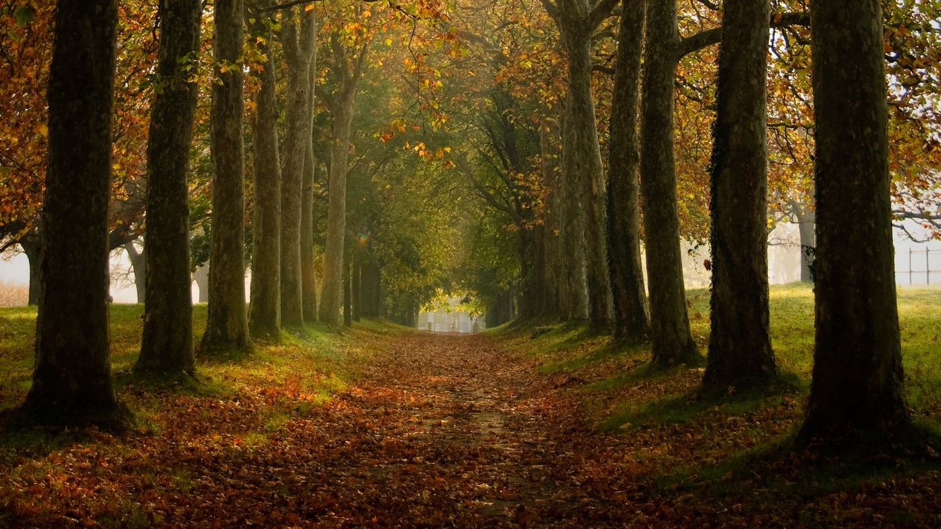 Wallpaper Path, Trees, Autumn, Alley, Nature - Tree - HD Wallpaper 
