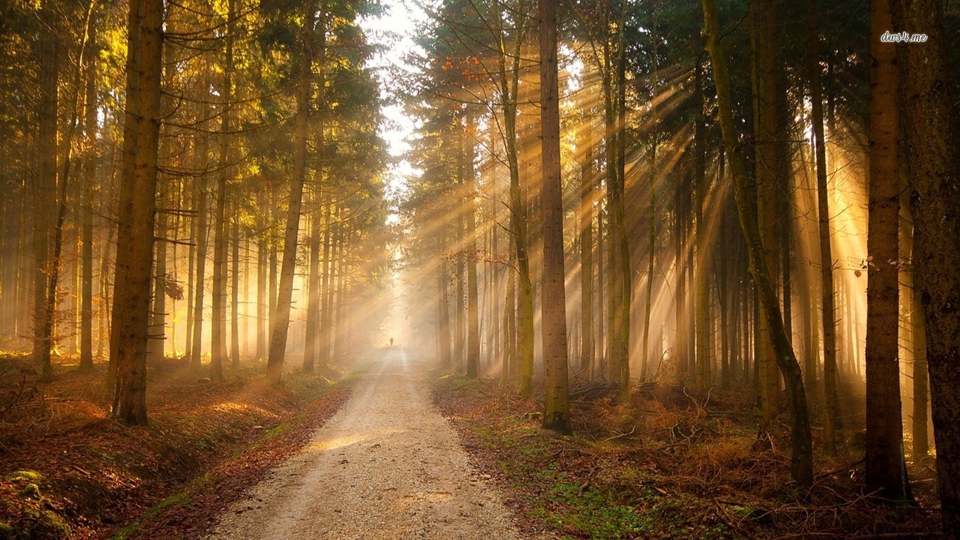 Early Morning Forest Sunrise - 1366x768 Wallpaper 