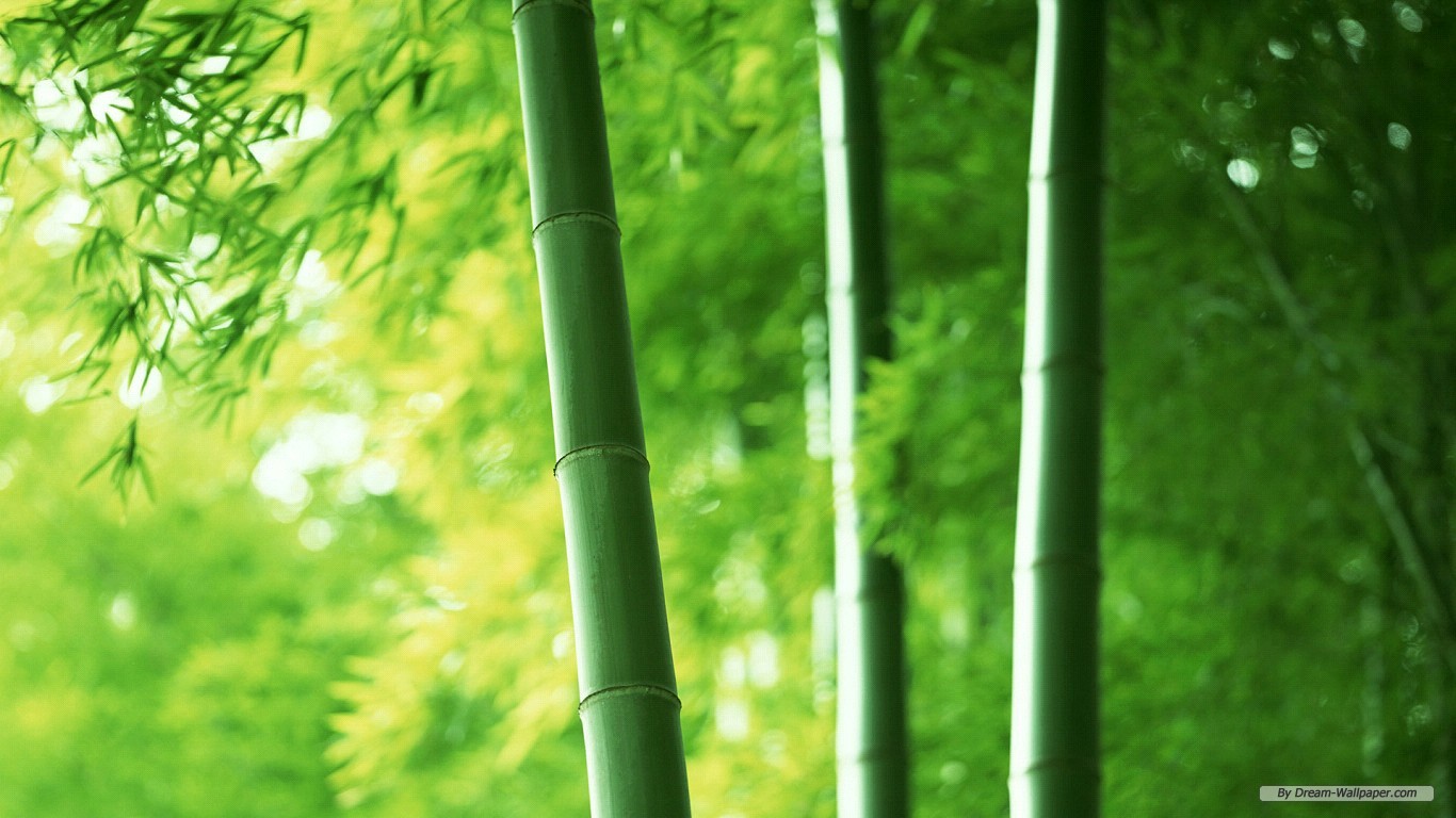 Free Nature Wallpaper - Hd Bamboo - HD Wallpaper 