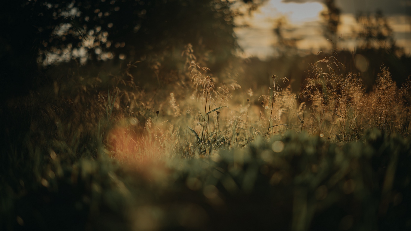Wallpaper Grass, Plants, Blur, Lawn, Nature - Nature Blur - HD Wallpaper 