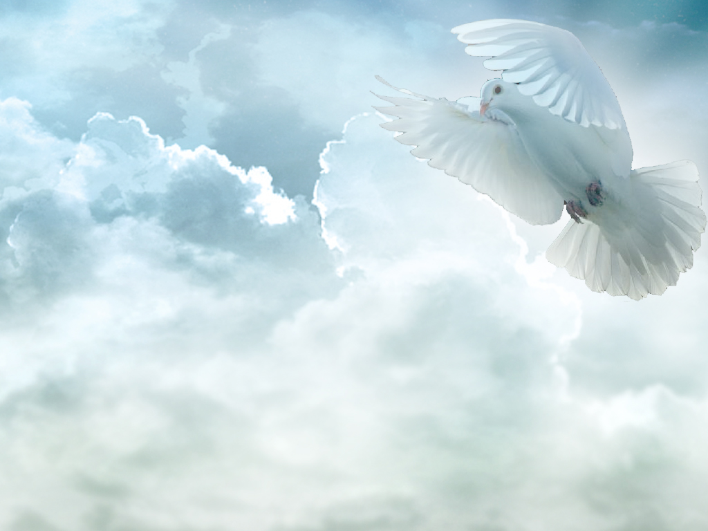Holy Spirit White Dove Background - HD Wallpaper 
