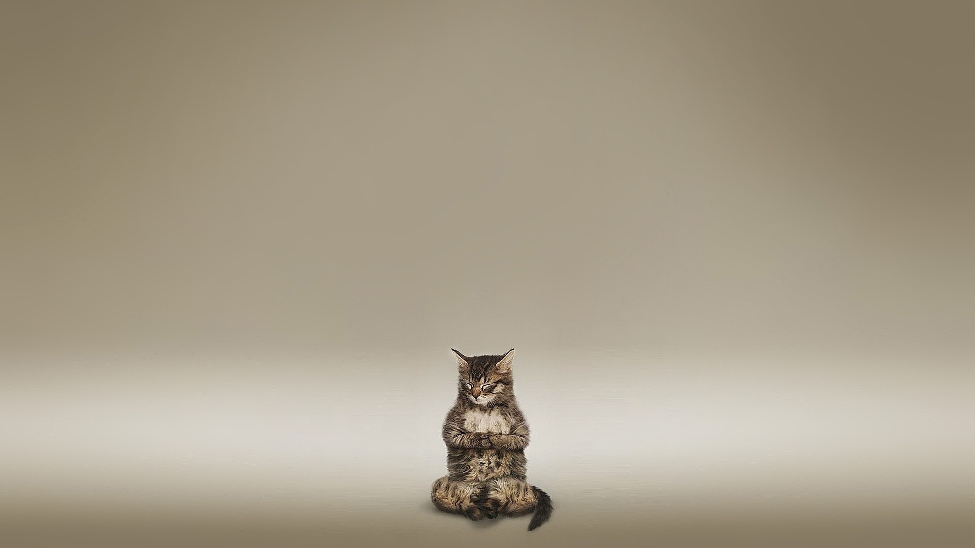 Wallpaper - Zen Cat - HD Wallpaper 