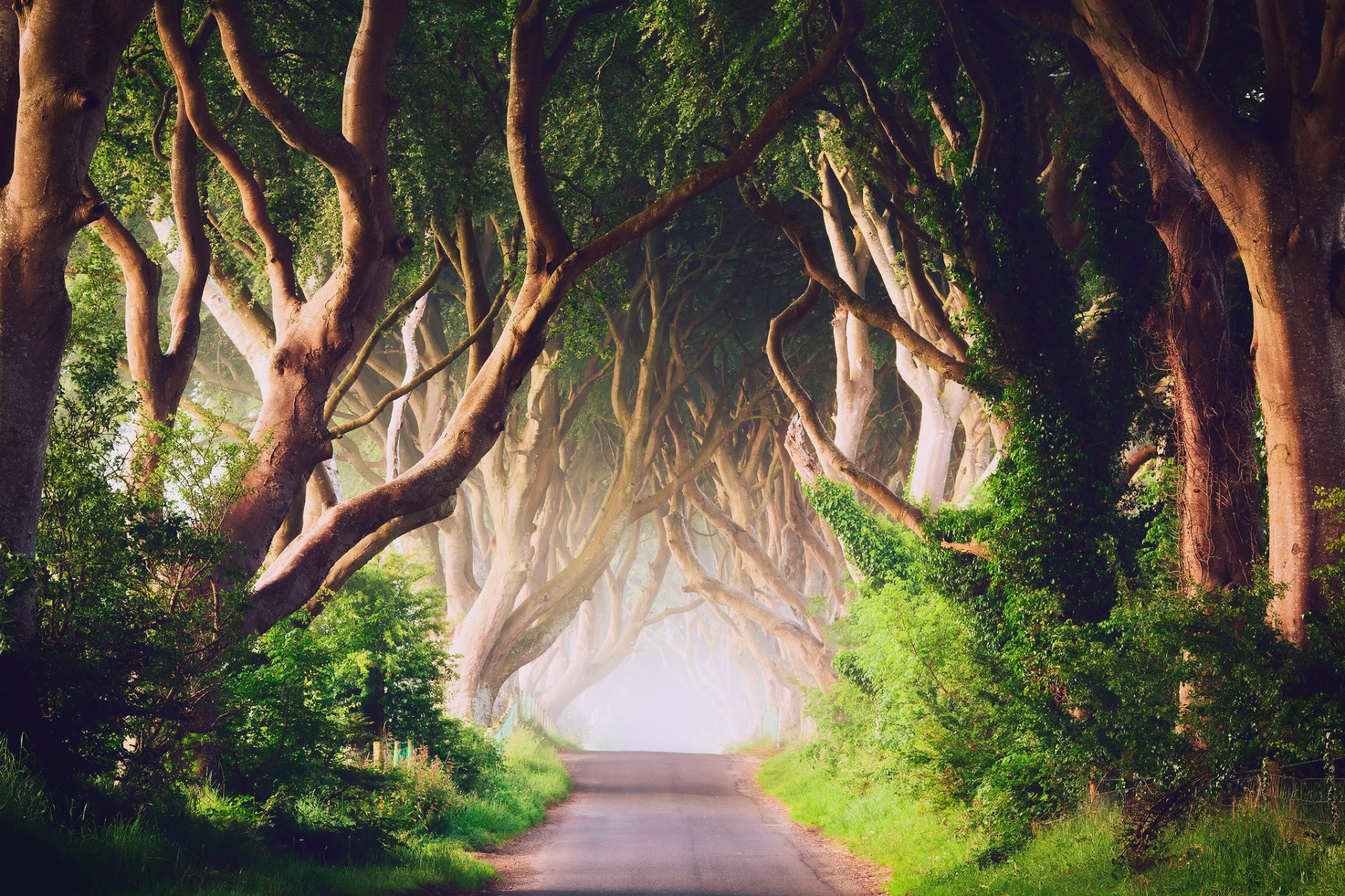 Северная Ирландия Графство Антрим Баллимони Дорога - Dark Hedges Wallpaper Game Of Thrones - HD Wallpaper 