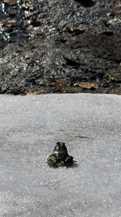 Colorado River Toad 402x720 Wallpaper Teahub Io