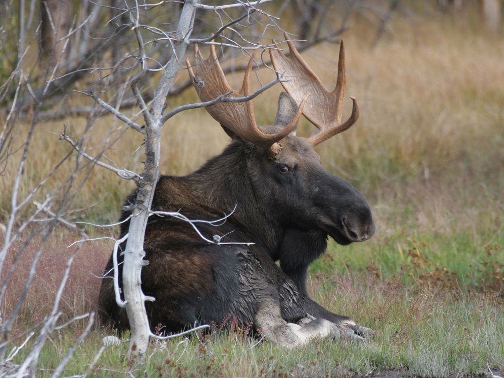Bull Moose - HD Wallpaper 