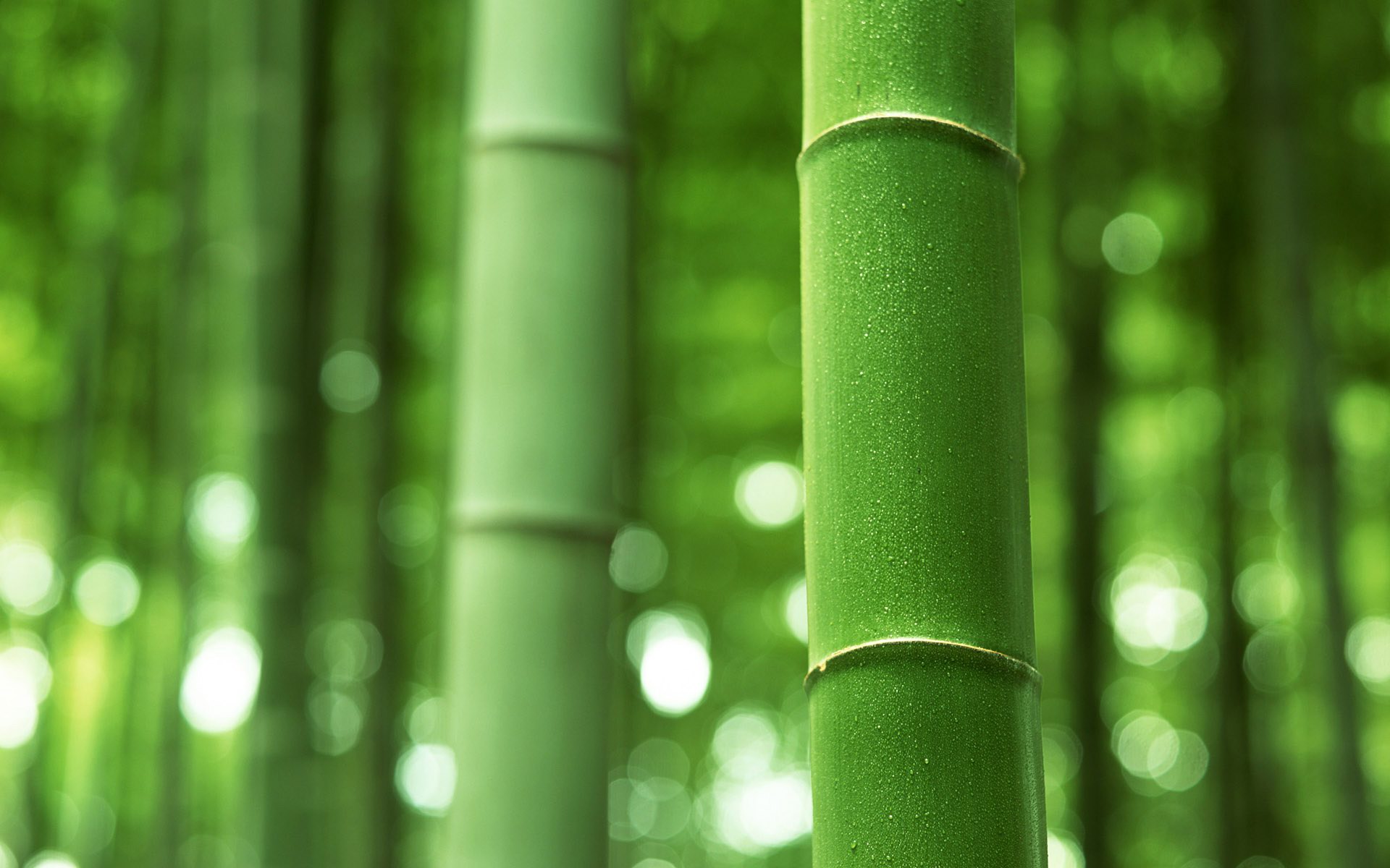 Bamboo Forest - HD Wallpaper 