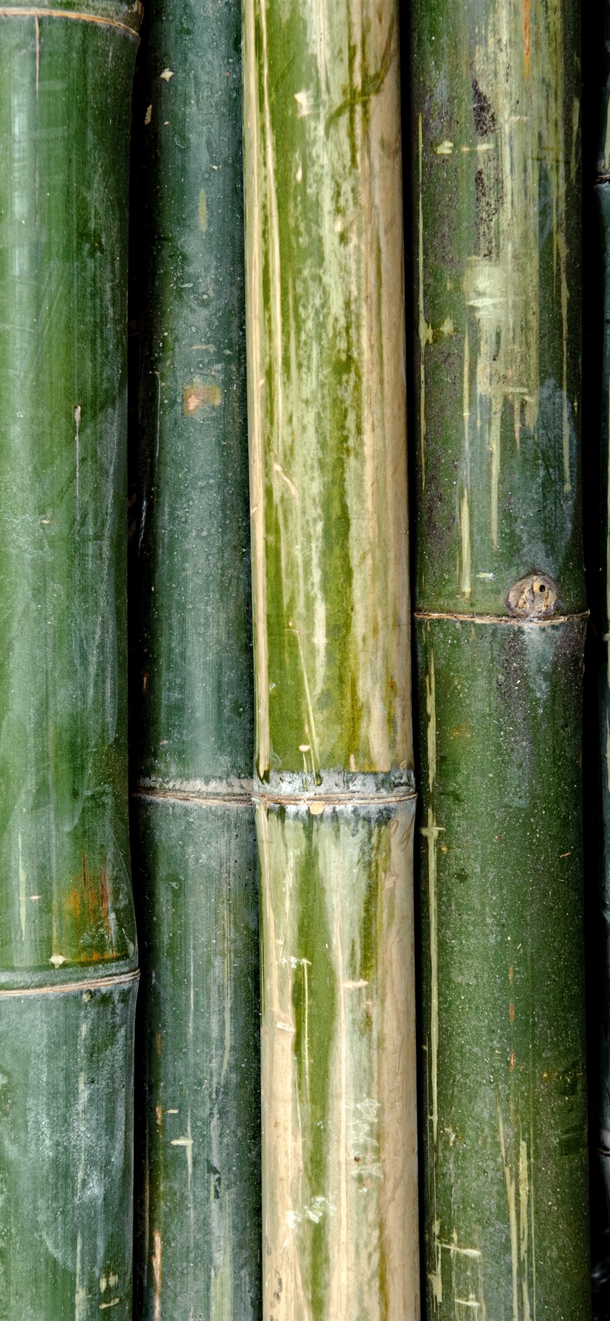 Iphone Wallpaper Green Bamboo Texture Background Bamboo Pattern