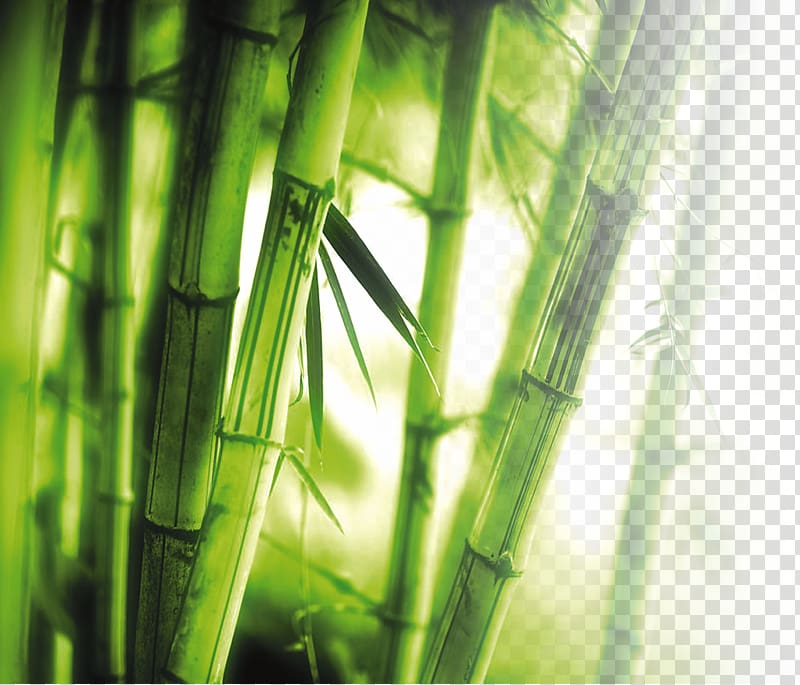 Green Bamboo Grass, Bamboo Wall 1080p High-definition - Bamboo Wallpaper High Resolution - HD Wallpaper 