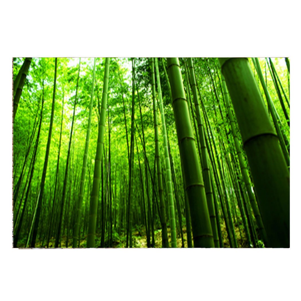 Bamboo Forest - HD Wallpaper 