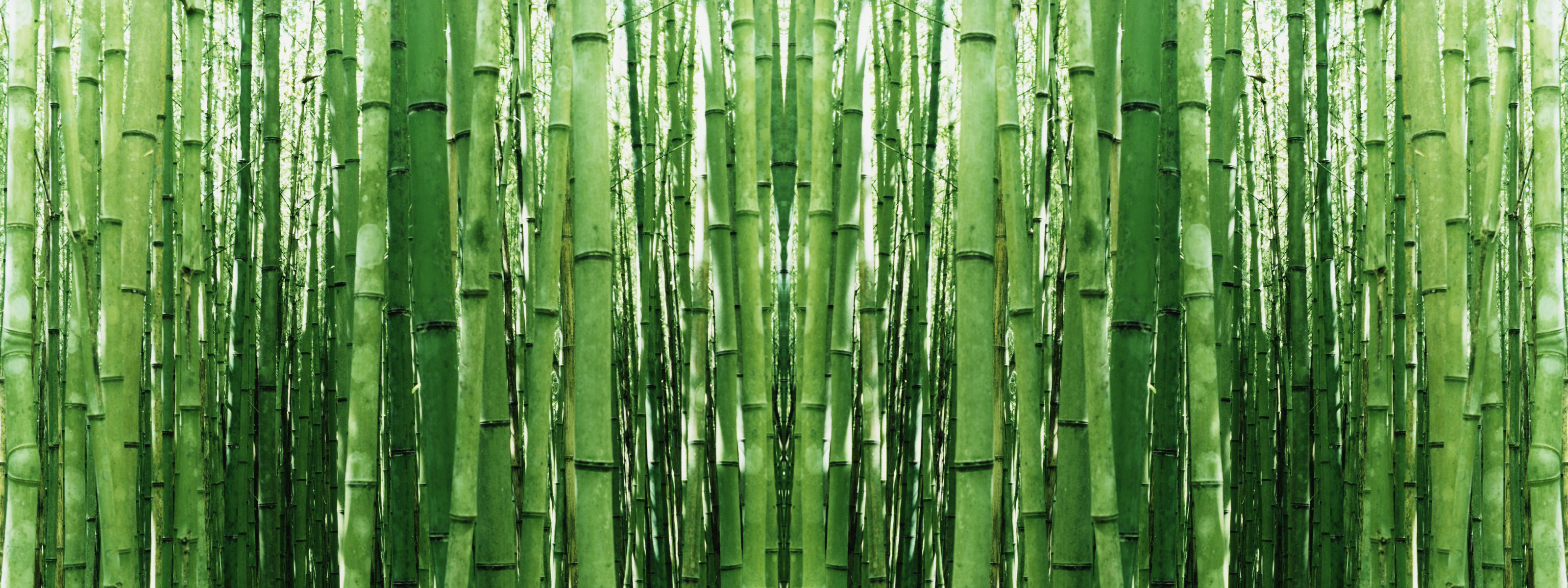 Green Bamboo Wallpaper Albums - Full Hd Bamboo - HD Wallpaper 