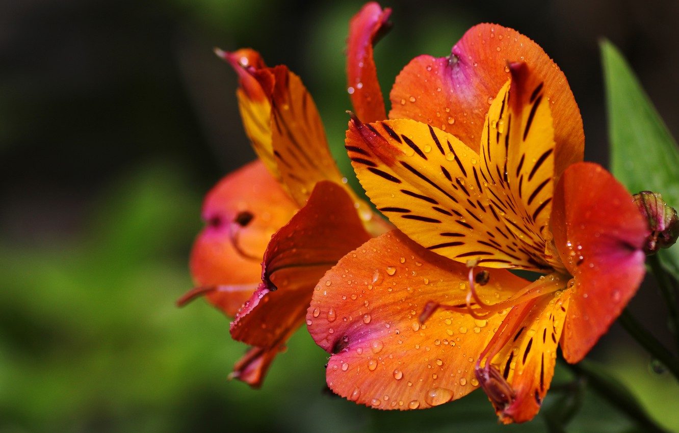 Photo Wallpaper Drops, Macro, Strips, Flowers, Background, - Peruvian Lily - HD Wallpaper 