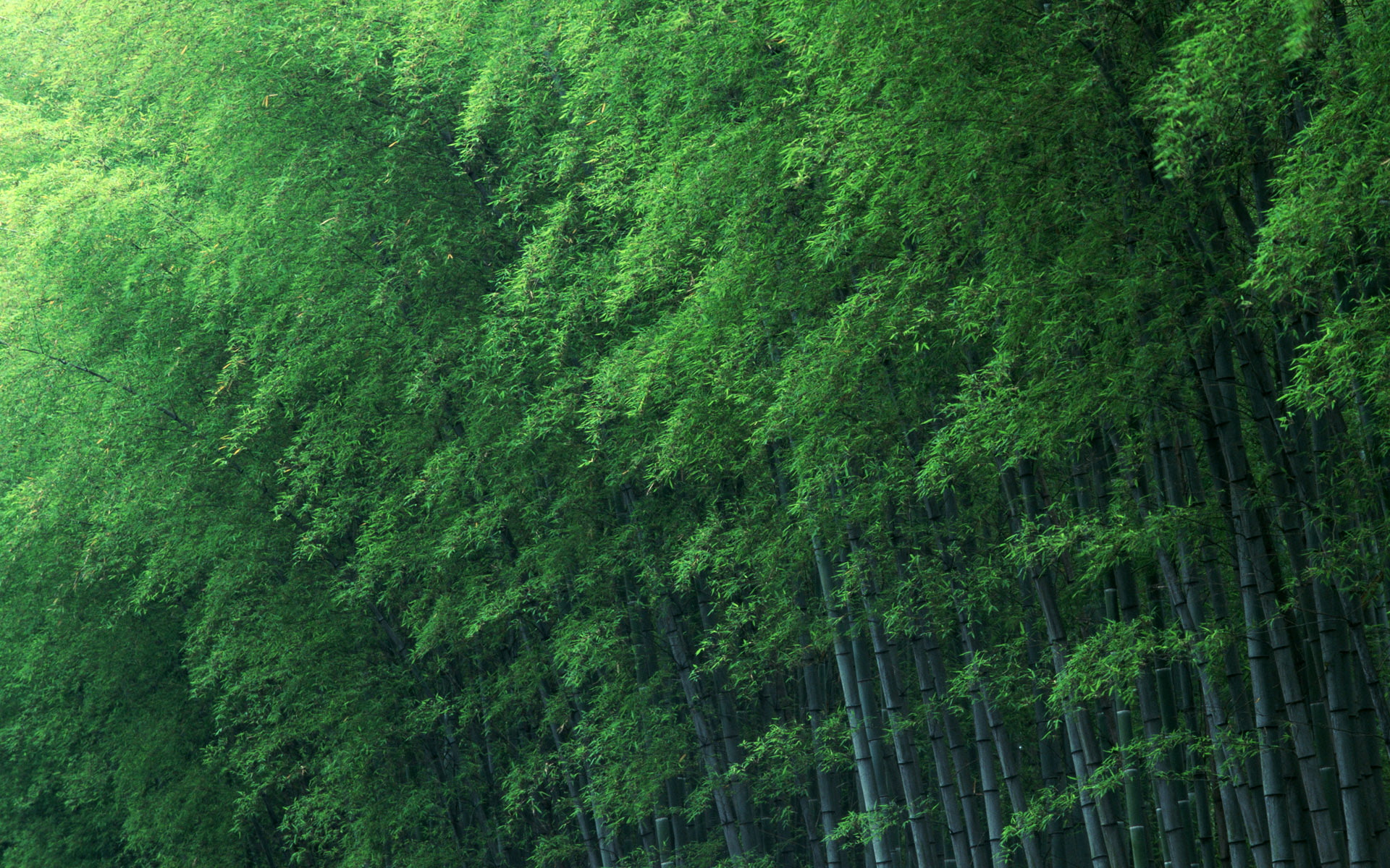 Photo Wallpaper Trees, Green, Bamboo - Macbook Wallpaper Bamboo Forest - HD Wallpaper 