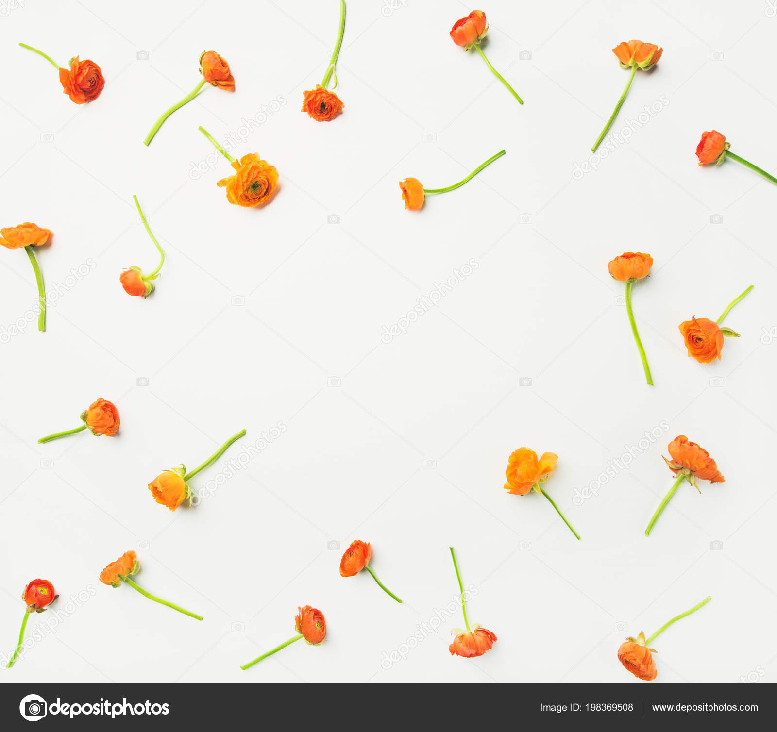 White Background Orange Flower - HD Wallpaper 