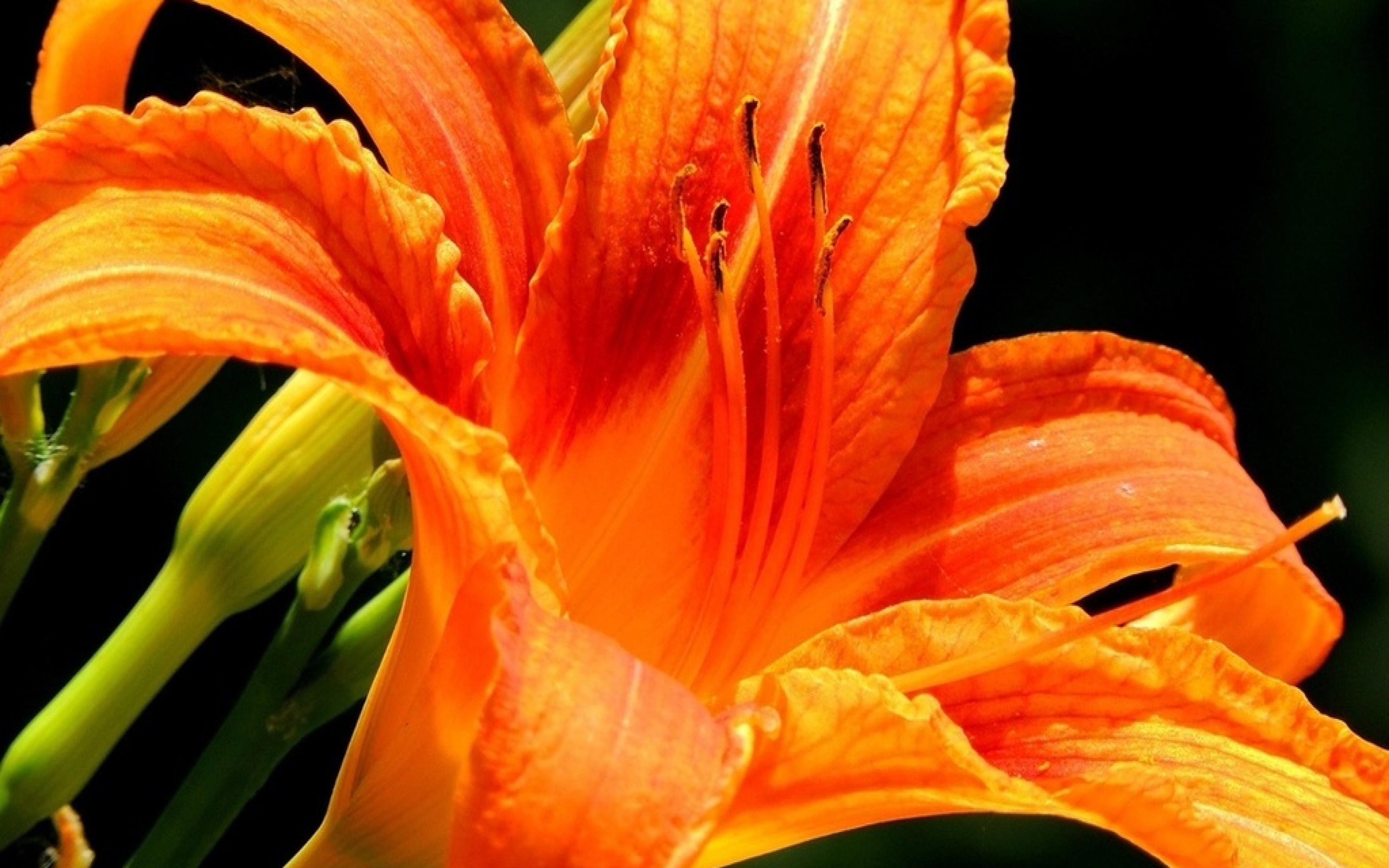 Orange Day Lily - HD Wallpaper 